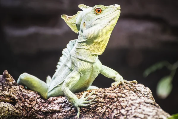 Lagarto descansando ao sol — Fotografia de Stock