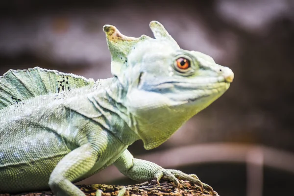 Lizard resting in the sun — Stock Photo, Image