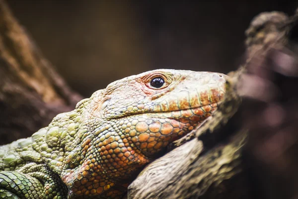 Lagarto descansando ao sol — Fotografia de Stock