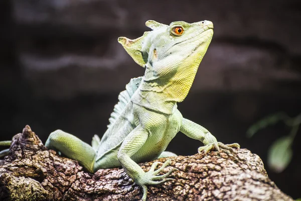 Lizard resting in the sun — Stock Photo, Image