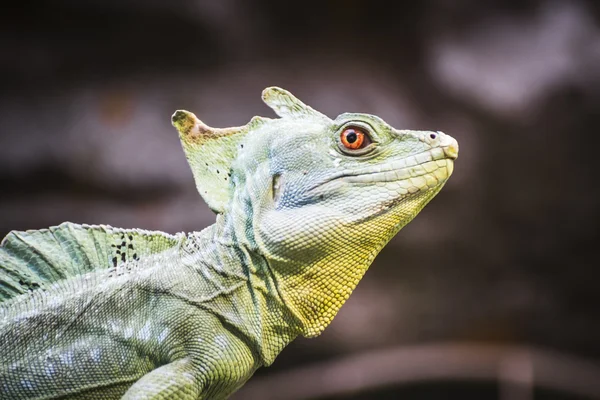 Lizard resting in the sun — Stock Photo, Image