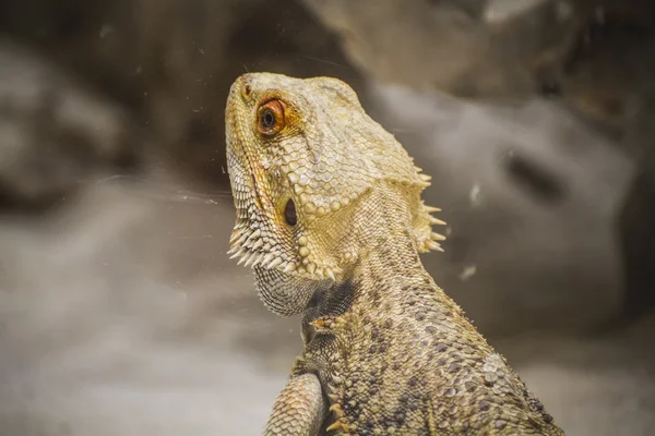 Lagarto descansando ao sol — Fotografia de Stock