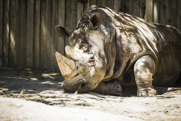 Krachtige rhino rusten — Zdjęcie stockowe