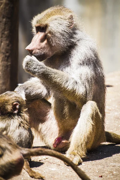 Baboon eating — Stock Photo, Image