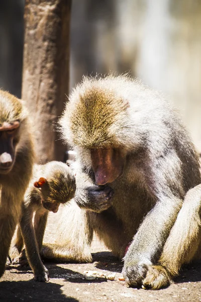 Baboon eating — Stock Photo, Image