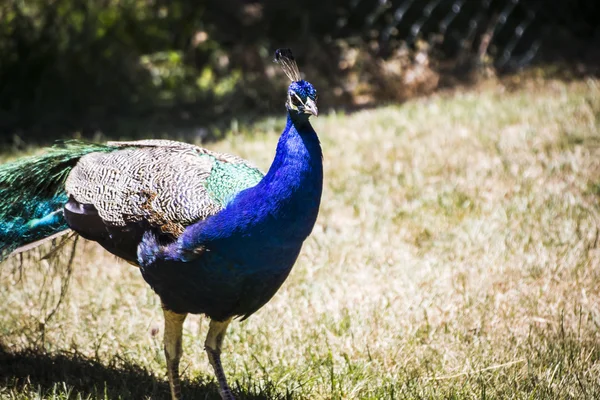 Güzel tavus kuşu — Stok fotoğraf