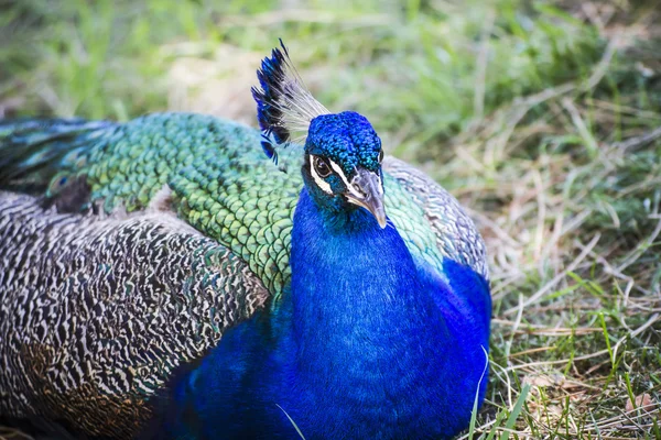 Beautiful peacock — Stock Photo, Image