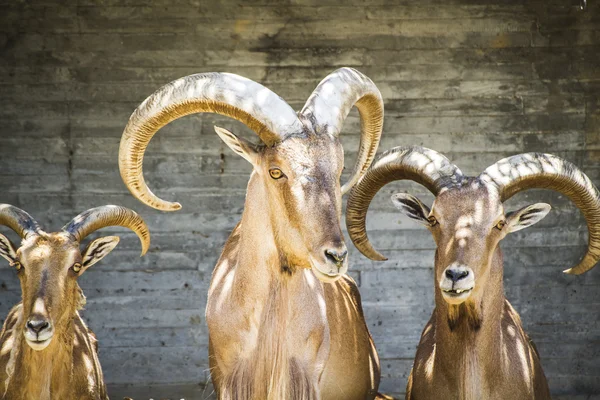 Grupo de cabras de montanha — Fotografia de Stock