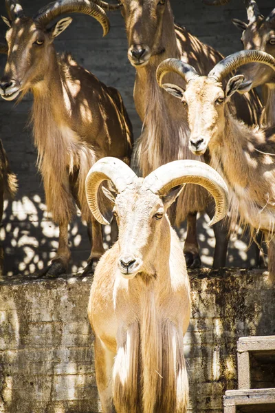 Belo grupo de espanhol ibex — Fotografia de Stock