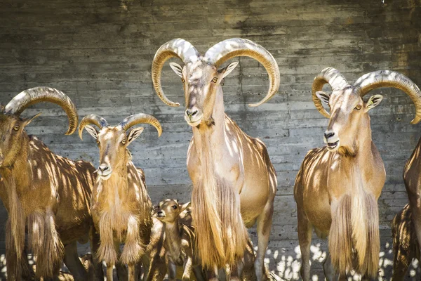 美丽集团的西班牙 ibex — 图库照片