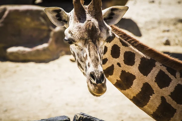 Jirafa en un parque zoológico —  Fotos de Stock