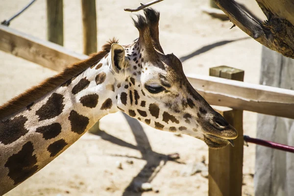 Giraffe in a zoo park — Stock Photo, Image