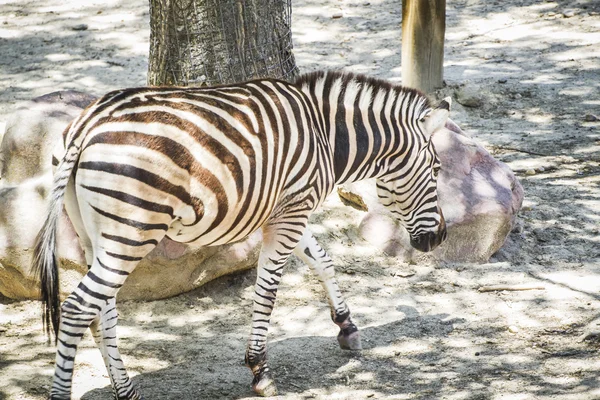 Zebra i en zoo park — Stockfoto