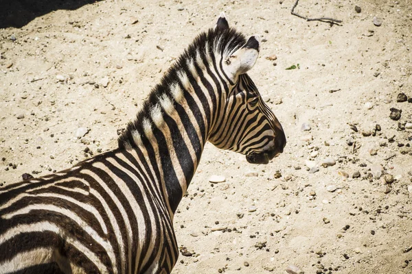 Zebra em um parque zoológico — Fotografia de Stock