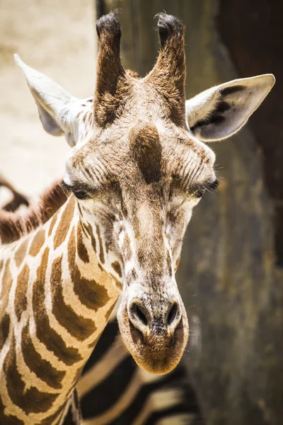 Jirafa en un parque zoológico —  Fotos de Stock