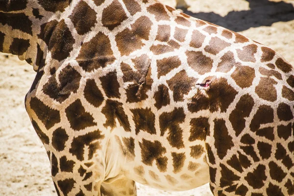 Giraffa in un parco zoologico — Foto Stock