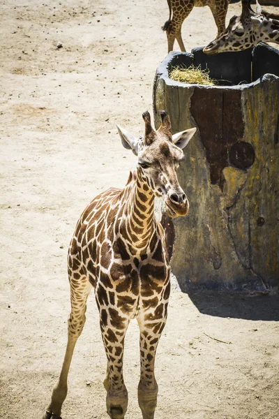 Jirafa en un parque zoológico —  Fotos de Stock