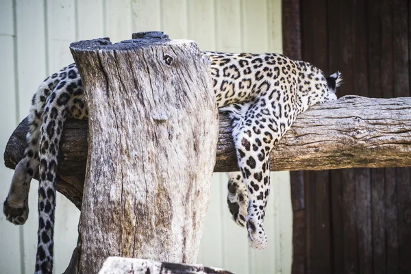 Leopardo blanco descansando en el sol —  Fotos de Stock