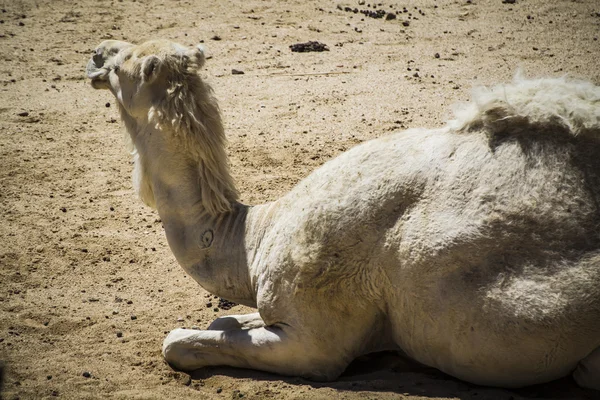 Wielbłąd odpoczynku — Zdjęcie stockowe