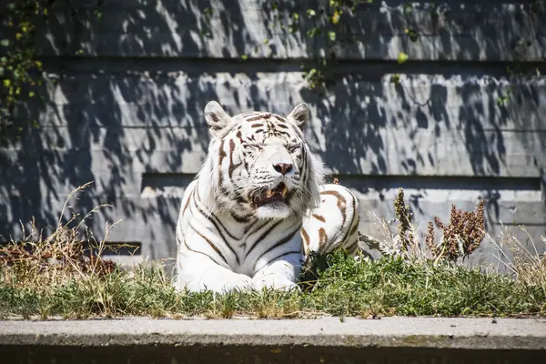 Tigre branco descansando ao sol — Fotografia de Stock