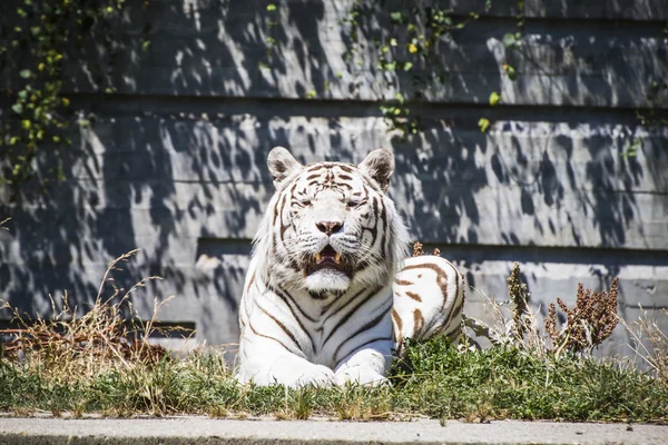 Tigre branco descansando ao sol — Fotografia de Stock