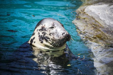 Güneşin altında istirahat mühür