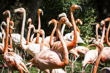flamingolar grubu