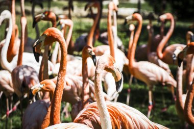flamingolar grubu
