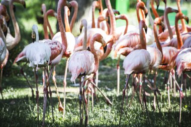 flamingolar grubu