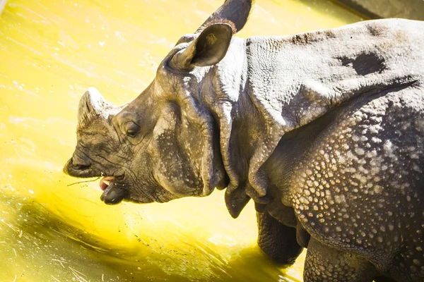 Indische neushoorn met enorme hoorn — Stockfoto