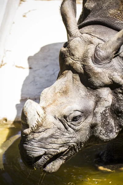 Rhinocéros indien avec corne énorme — Photo