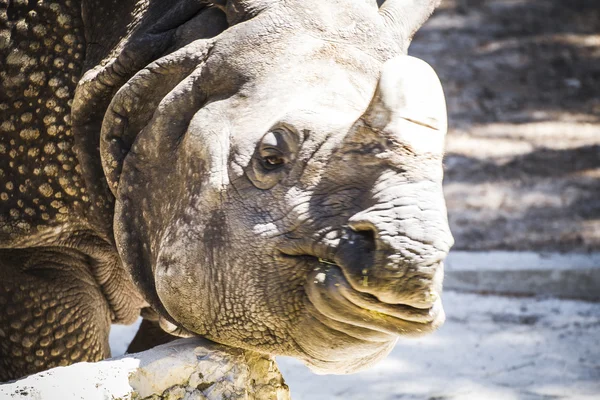 Indische neushoorn met enorme hoorn — Stockfoto