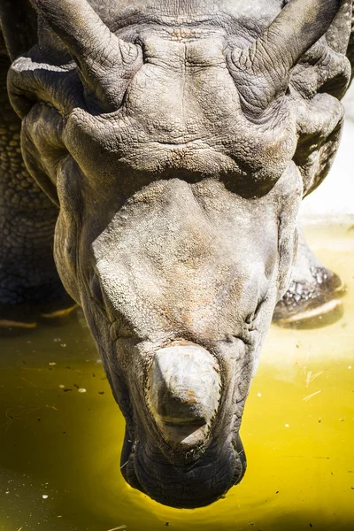 Індійський носоріг з величезним роги — стокове фото
