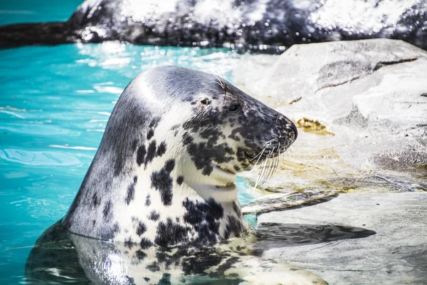 Seal resting in the sun — Stock Photo, Image