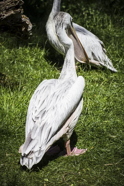 Pelikanen vilar i solen — Stockfoto