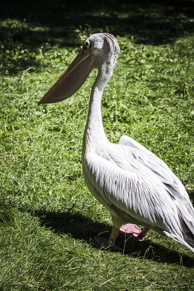 Pelikan kuşu — Stok fotoğraf