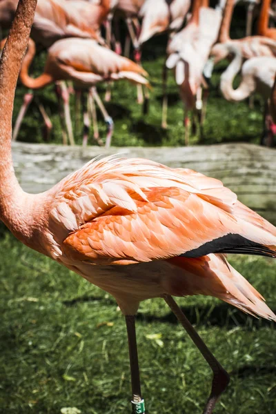 Grupo de flamingos alaranjados — Fotografia de Stock