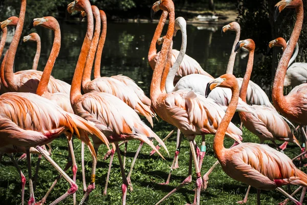 Flamingolar grubu — Stok fotoğraf