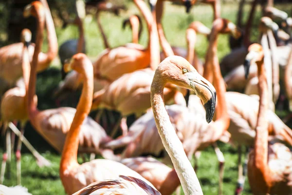 Grupa flamingi — Zdjęcie stockowe