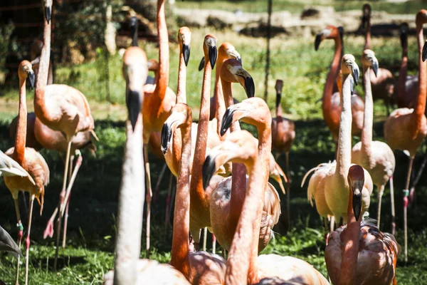 Group of orange flamingos — Stock Photo, Image