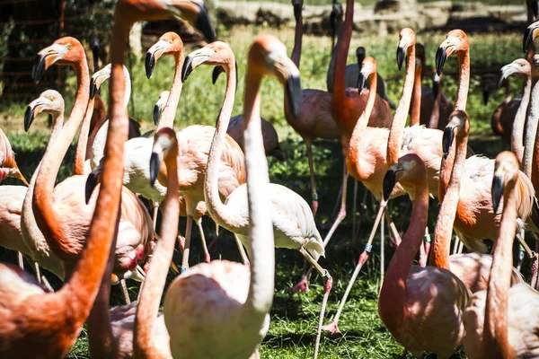 Exotic group of flamingos — Stock Photo, Image