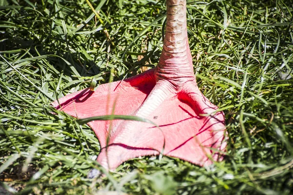 Detalhe flamingo perna — Fotografia de Stock