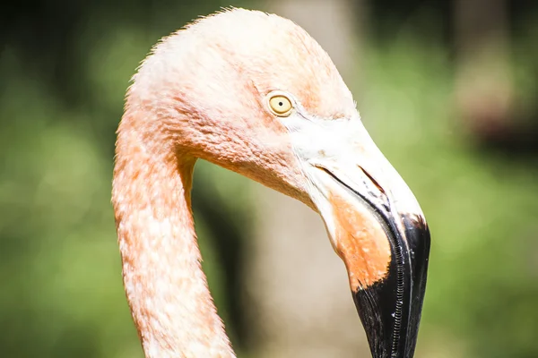Cabeça de flamingo com pescoço longo — Fotografia de Stock