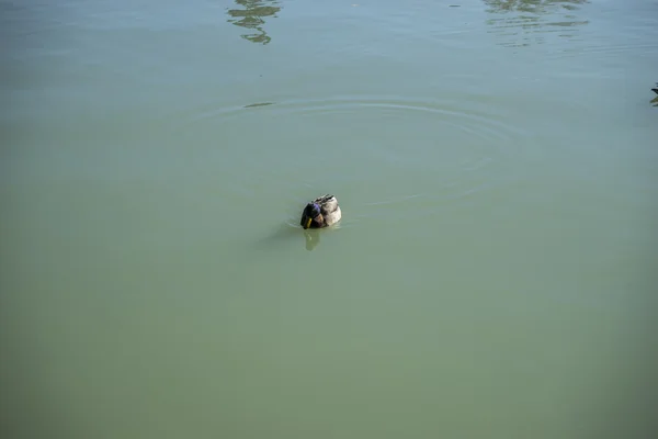 Ördek Retiro park gölde yüzmek — Stok fotoğraf