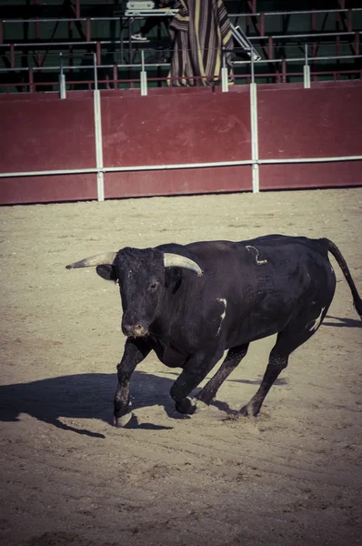 Taureau combattant photo de Espagne . — Photo