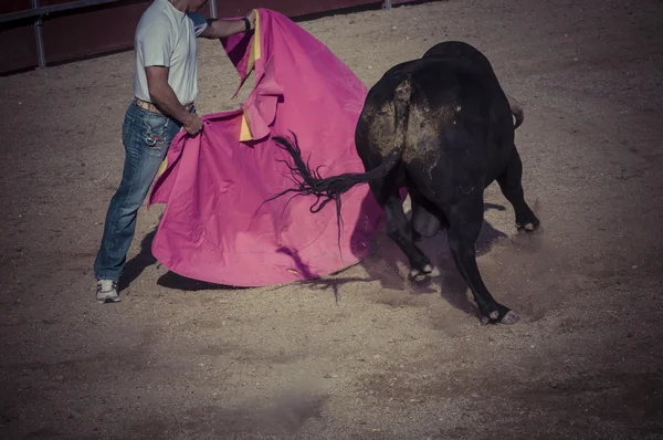 Бойовий бик малюнок з Іспанії. — стокове фото