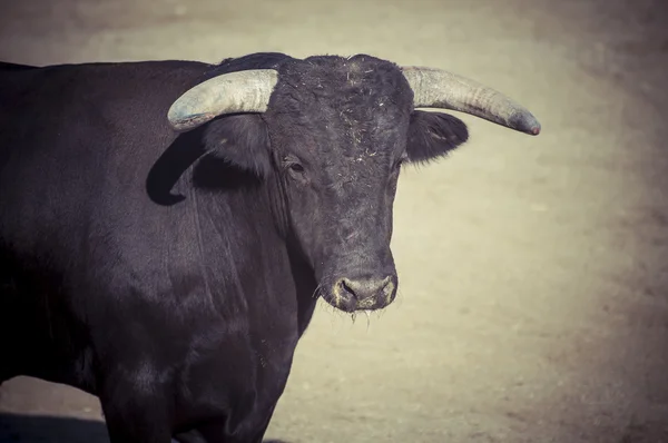 Foto de toro de combate de España . — Foto de Stock