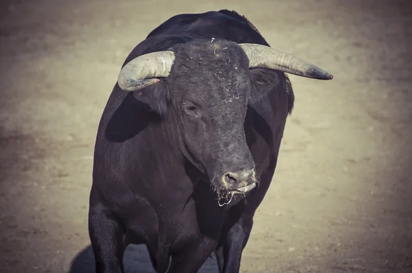 Fighting bull bild från Spanien. — Stock fotografie