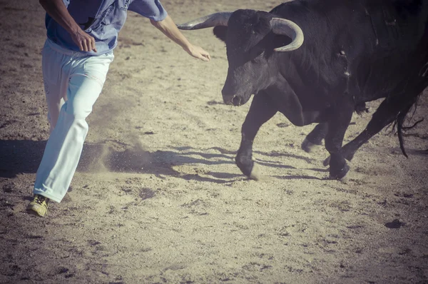 Foto di combattimento toro dalla Spagna . — Foto Stock