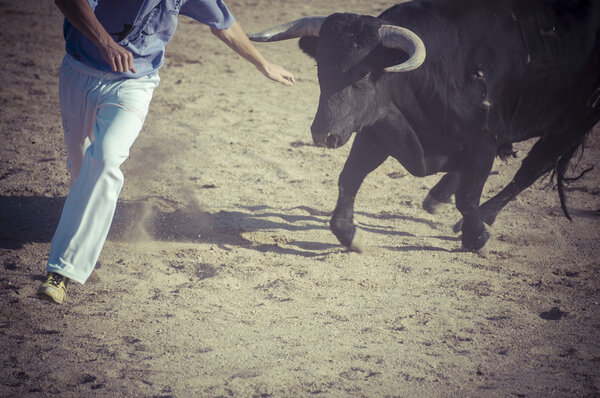 Боевой бык из Испании
.